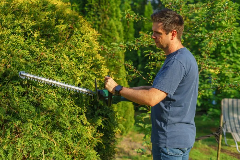 Taille soignée d'une haie de jardin